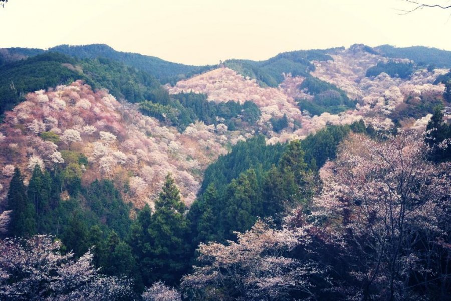 Hoa anh đào trên núi Yoshino, Nara