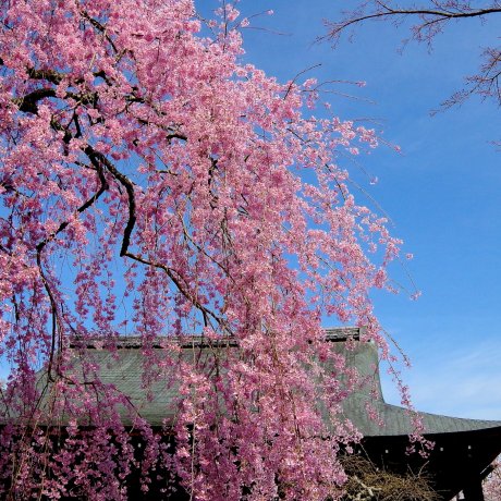 Chùa Tenryu-ji mùa xuân ở Kyoto Chùa Tenryu-ji mùa xuân ở Kyoto