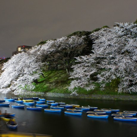 Hoa anh đào ở Chidorigafuchi Hoa anh đào ở Chidorigafuchi