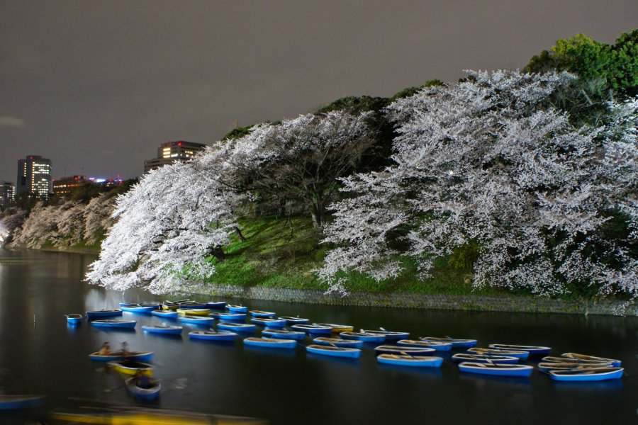 Hoa anh đào ở Chidorigafuchi
