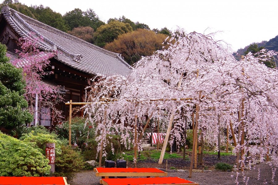 Ngôi đền cổ Bishamon-do ở Kyoto