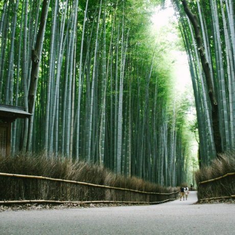 Arashiyama và cánh rừng tre Arashiyama và cánh rừng tre