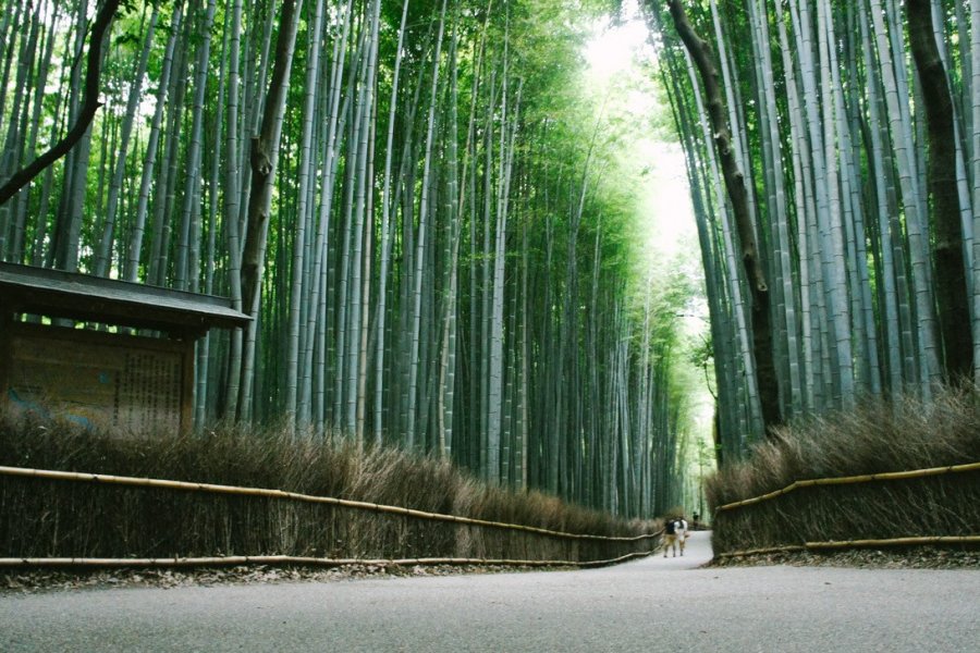 Arashiyama và cánh rừng tre
