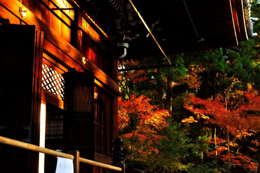 Lá mùa thu ở Eikando,Kyoto: 1