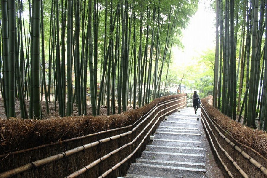 Kyoto Adashino Nenbutsu-ji 2 trong tổng số 4