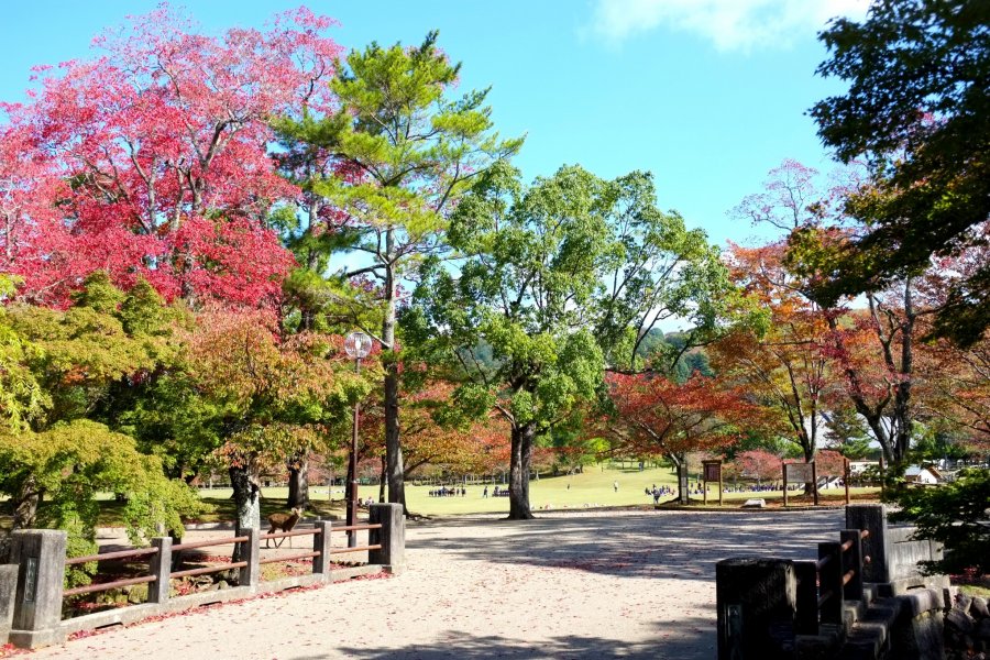 Công viên Nara vào mùa thu