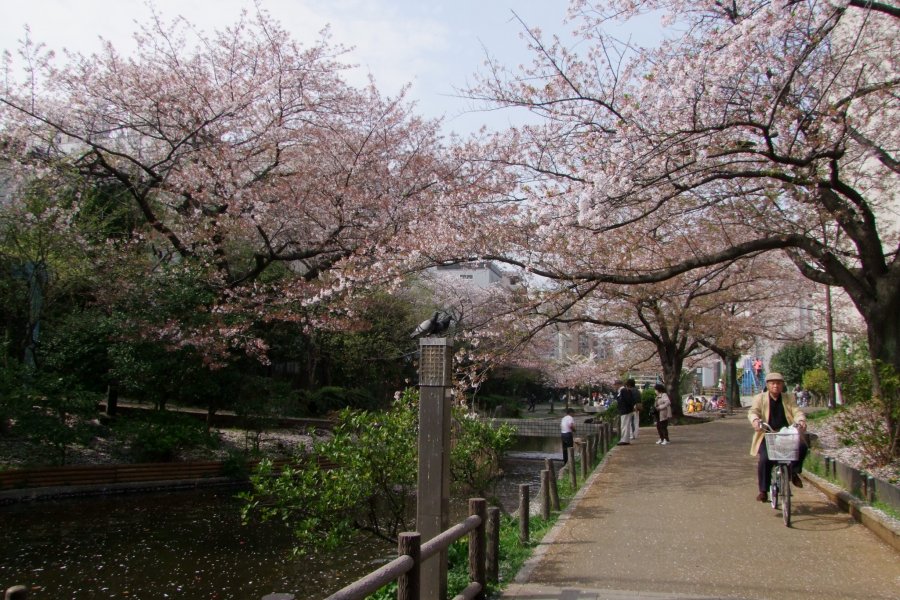 Hoa anh đào ở công viên Oyokogawa-Shinsui