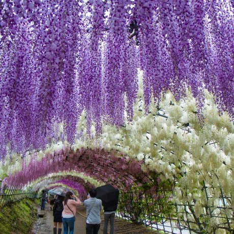 Kawachi Wisteria Tunnels Kawachi Wisteria Tunnels