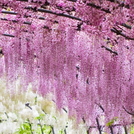 Trải nghiệm đường hầm hoa tử đằng Kawachi Trải nghiệm đường hầm hoa tử đằng Kawachi