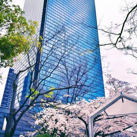 Khám phá Osaka vào buổi tối Khám phá Osaka vào buổi tối