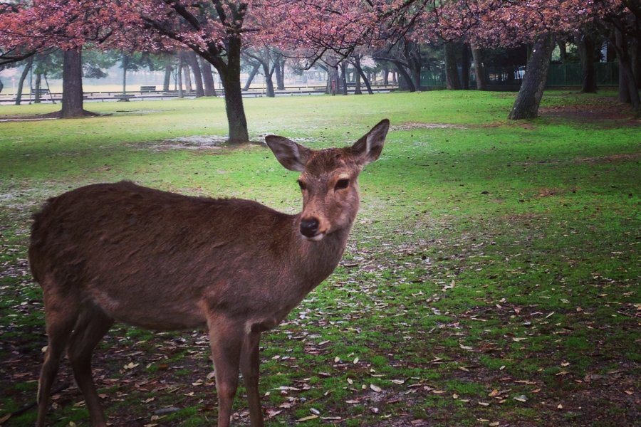 Công viên nai Nara