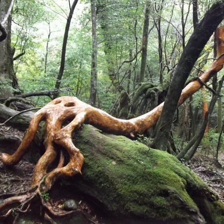 Shiratani Unsuikyo ở Yakushima Shiratani Unsuikyo ở Yakushima