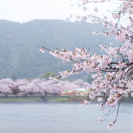 Hoa anh đào Kintaikyo Hoa anh đào Kintaikyo