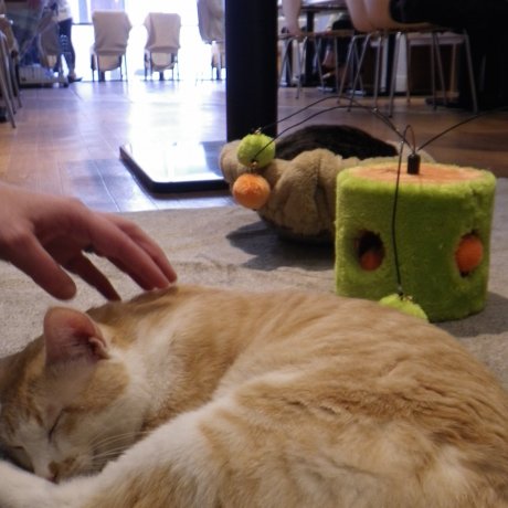 Cà phê mèo Nekomiya, Utsunomiya Cà phê mèo Nekomiya, Utsunomiya