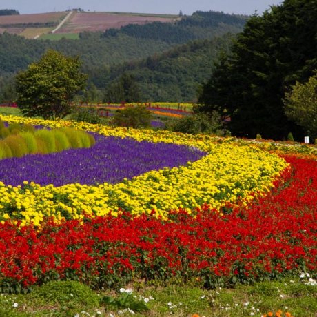 Trang trại Tomita, Furano Trang trại Tomita, Furano