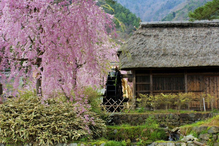 Hoa anh đào tại làng Iyashi no Sato Nenba