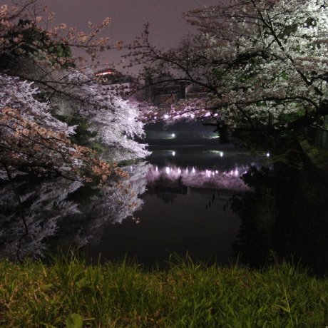 Ánh sáng hoa anh đào ở Tokyo Ánh sáng hoa anh đào ở Tokyo