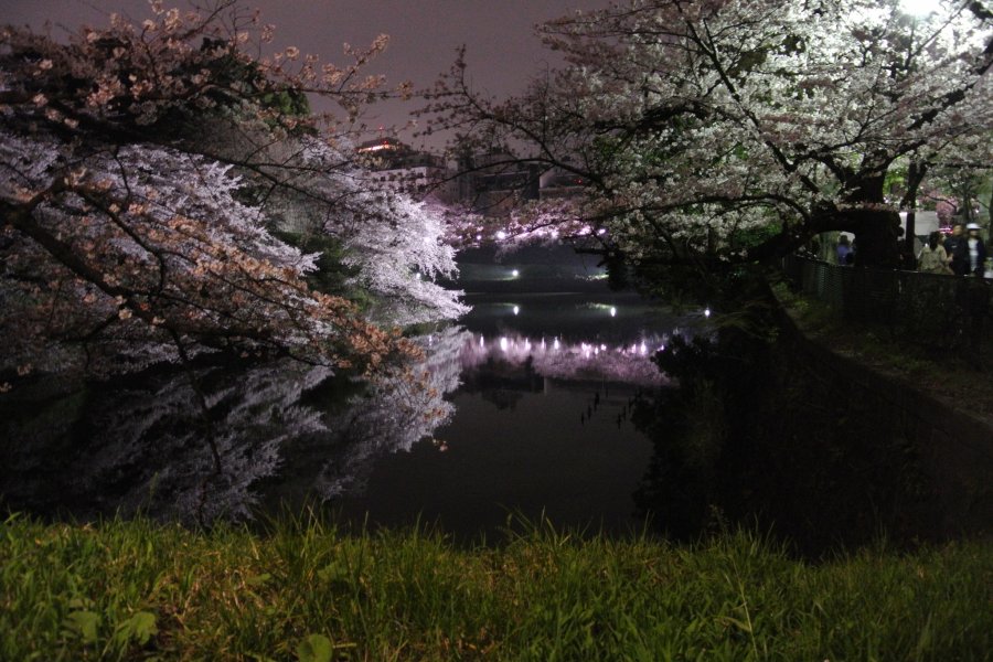 Ánh sáng hoa anh đào ở Tokyo