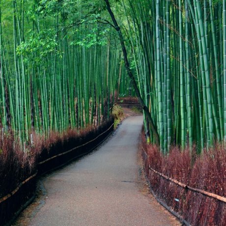Arashiyama