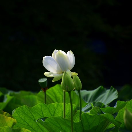 Hoa sen ở đền Hachimangu Hoa sen ở đền Hachimangu