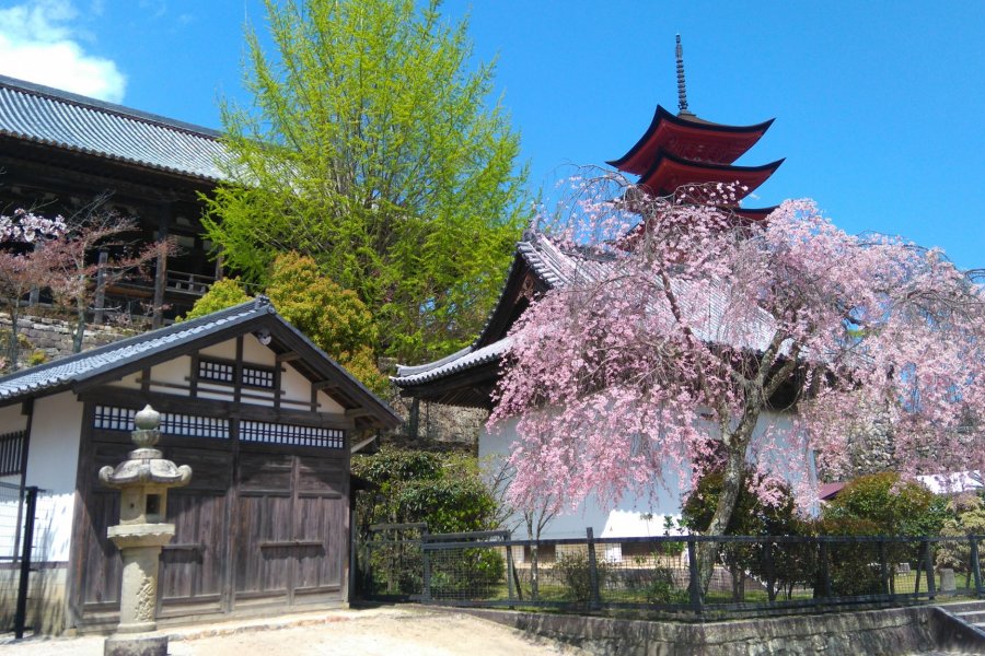 Quanh quẩn qua Miyajima