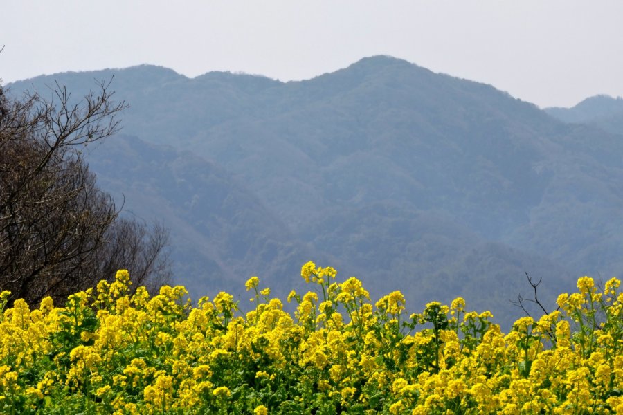 Công viên Awaji Hanasajiki