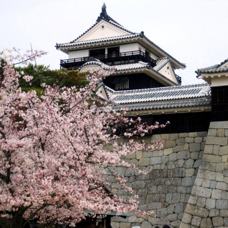 Thành cổ Matsuyama Thành cổ Matsuyama