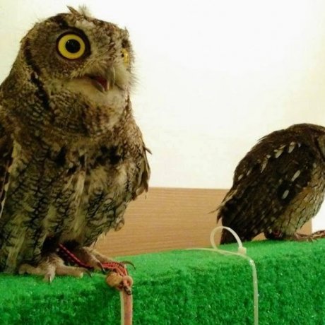 Owl Family Cafe Owl Family Cafe