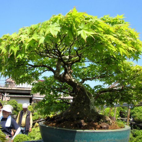Làng Bonsai Omiya Làng Bonsai Omiya