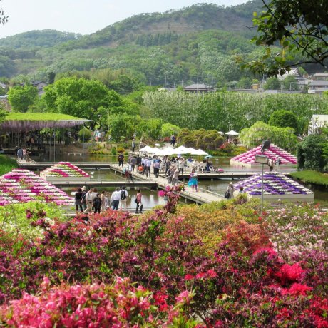 Mùa xuân tại vườn hoa Ashikaga Mùa xuân tại vườn hoa Ashikaga