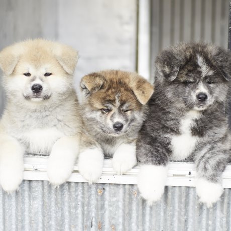 Loài chó Akita và tỉnh Akita Loài chó Akita và tỉnh Akita
