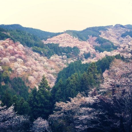 Hoa anh đào trên núi Yoshino, Nara Hoa anh đào trên núi Yoshino, Nara