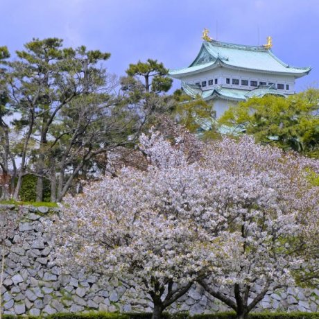 Mùa hoa anh đào ở thành cổ Nagoya Mùa hoa anh đào ở thành cổ Nagoya