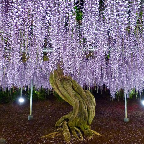 Công viên hoa Ashikaga vào tháng 5 - Phần 2 Công viên hoa Ashikaga vào tháng 5 - Phần 2