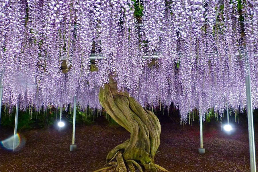 Công viên hoa Ashikaga vào tháng 5 - Phần 2