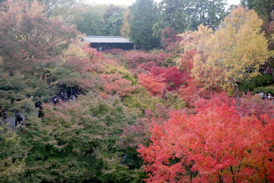 Mùa thu ở Tōfuku-ji